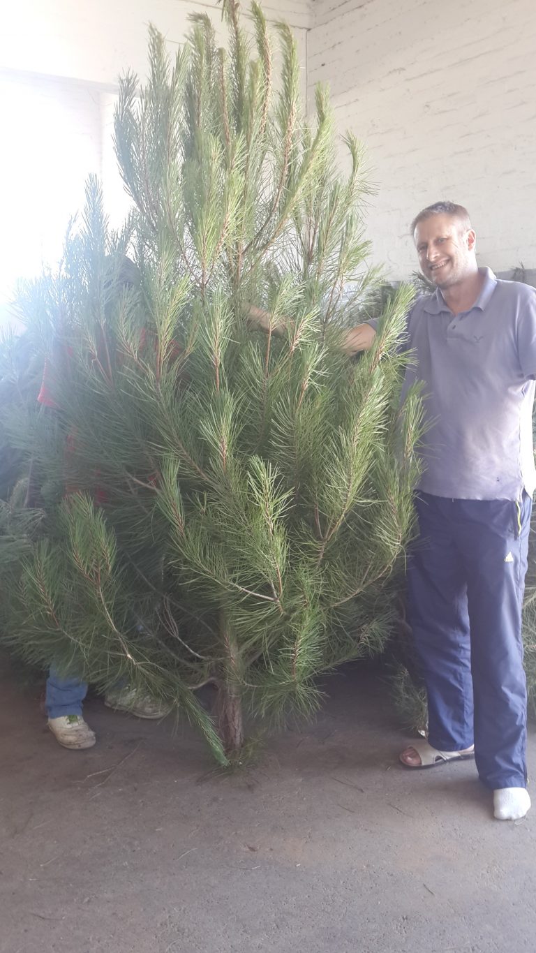 2.5M christmas tree