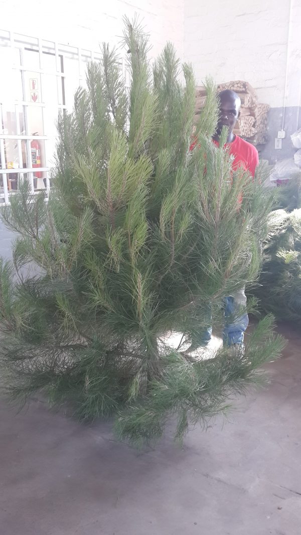 Christmas Tree 1.5-2.5m